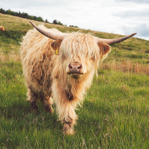 The Push to Cut Meat & Plant More Trees— Is This Really About Climate, or Something Else?